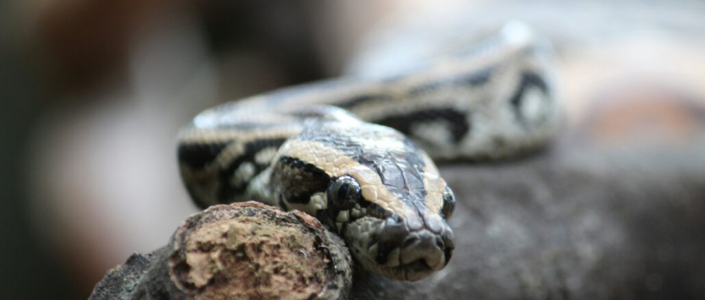 New Assertion-Based Verification in Python Hardware Flow 1 angiola harry RtMeaovyPTM unsplash