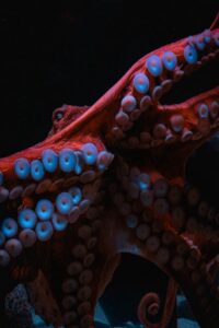 Beyond Centralized AI: Evolution tells us why the Future of Personal Intelligence May Be a Swarm 1 robert 2